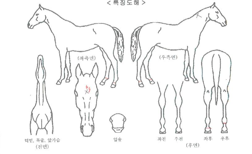 ȶû½ºÄ«ÀÌÀÇ Ãø¸é,¿ì¸é,µÞ¸é,µÎ»ó,´Ù¸®ÀÇ Æ¯Â¡µµÇØ