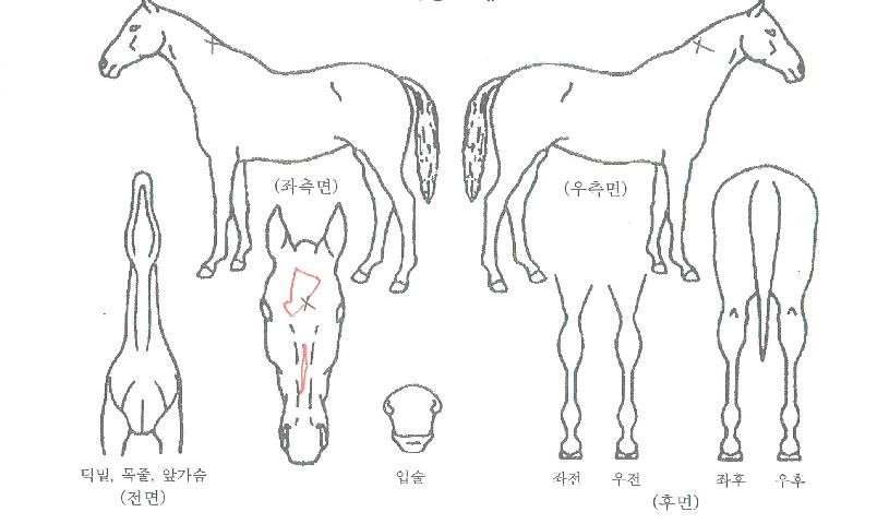 µ¿ºÎ¿ùµåÀÇ Ãø¸é,¿ì¸é,µÞ¸é,µÎ»ó,´Ù¸®ÀÇ Æ¯Â¡µµÇØ