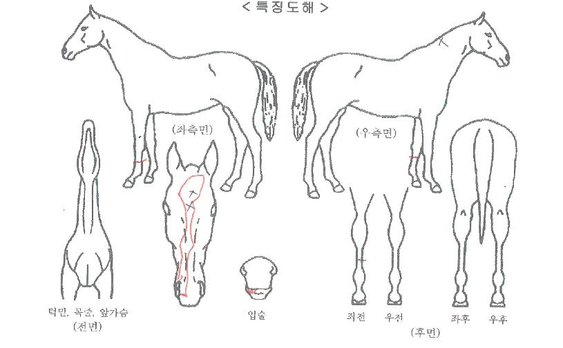 ���ٸ��� ����,���,�޸�,�λ�,�ٸ��� Ư¡����