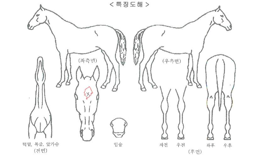 ¾ð½ºÆ÷Å«ÆÛÀÚ¸¶ÀÇ Ãø¸é,¿ì¸é,µÞ¸é,µÎ»ó,´Ù¸®ÀÇ Æ¯Â¡µµÇØ