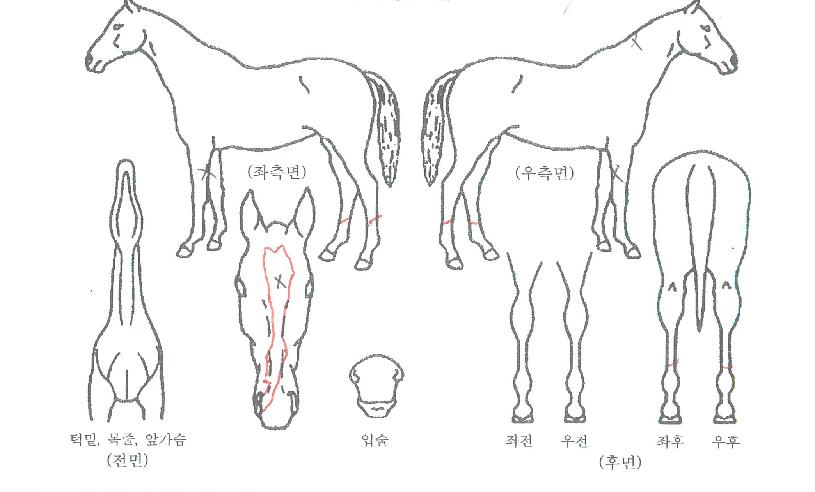 ¸Ç¿Àºê´õ¸ÇÀÇ Ãø¸é,¿ì¸é,µÞ¸é,µÎ»ó,´Ù¸®ÀÇ Æ¯Â¡µµÇØ