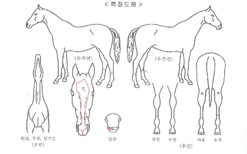 ½ÅÇÑÆ¯¼ÛÀÇ Ãø¸é,¿ì¸é,µÞ¸é,µÎ»ó,´Ù¸®ÀÇ Æ¯Â¡µµÇØ