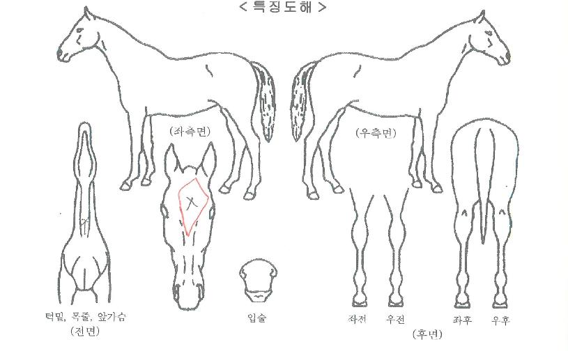 ½¬ÀúÇÖµð½ÃÀÚ¸¶ÀÇ Ãø¸é,¿ì¸é,µÞ¸é,µÎ»ó,´Ù¸®ÀÇ Æ¯Â¡µµÇØ