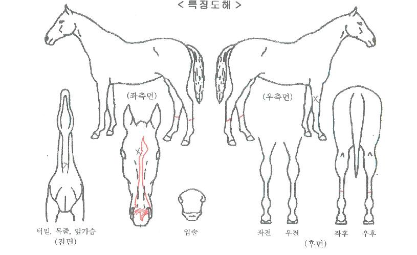 Æ÷¿¡¹öèÇÁÀÇ Ãø¸é,¿ì¸é,µÞ¸é,µÎ»ó,´Ù¸®ÀÇ Æ¯Â¡µµÇØ