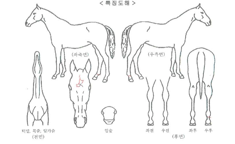 ¾Æµ¨½ºÅÚ¶óÀÇ Ãø¸é,¿ì¸é,µÞ¸é,µÎ»ó,´Ù¸®ÀÇ Æ¯Â¡µµÇØ