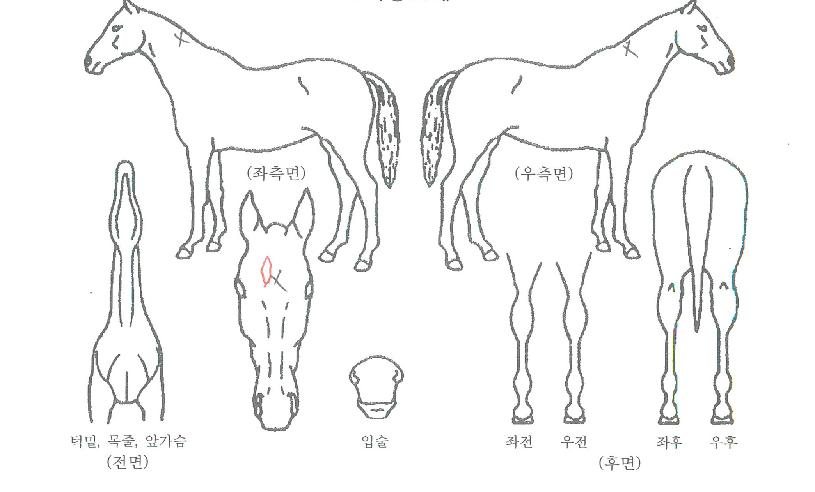 ±×·¹ÀÌ·êÁîÀÇ Ãø¸é,¿ì¸é,µÞ¸é,µÎ»ó,´Ù¸®ÀÇ Æ¯Â¡µµÇØ