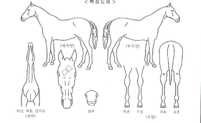 ¶óÀÌÆ®¸¶ÀÌ¿ùµåÀÚ¸¶ÀÇ Ãø¸é,¿ì¸é,µÞ¸é,µÎ»ó,´Ù¸®ÀÇ Æ¯Â¡µµÇØ