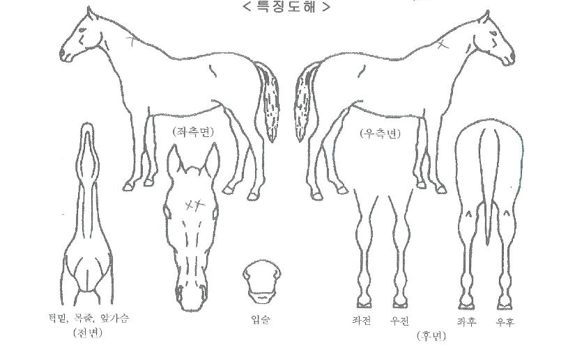 ¸¶ÀÌ·²·¯¹ÙÀÌÀÇ Ãø¸é,¿ì¸é,µÞ¸é,µÎ»ó,´Ù¸®ÀÇ Æ¯Â¡µµÇØ