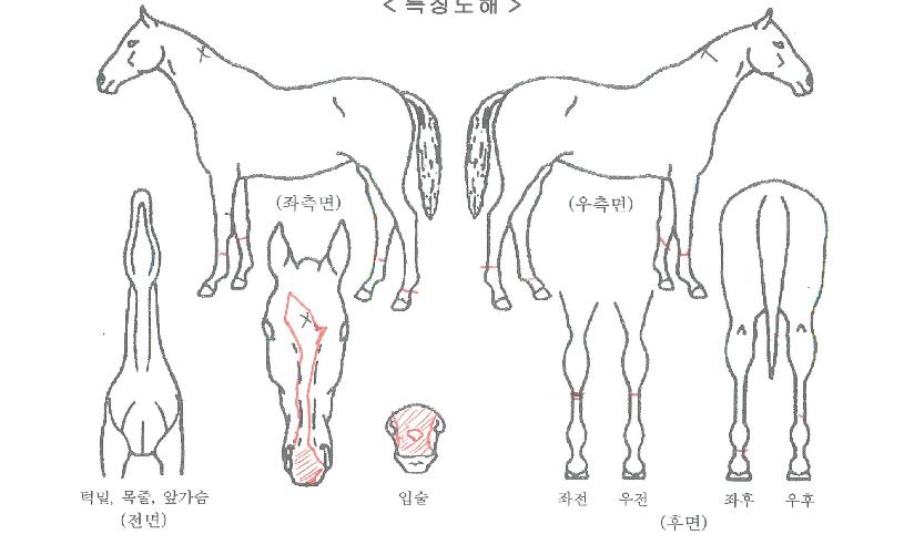 ǻ������� ����,���,�޸�,�λ�,�ٸ��� Ư¡����