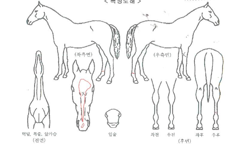 ������Ʈ�ڸ��� ����,���,�޸�,�λ�,�ٸ��� Ư¡����