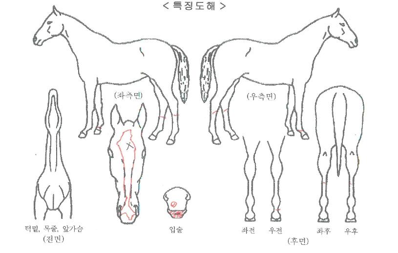 ¿ïÆ®¶óÀ§³ÊÀÇ Ãø¸é,¿ì¸é,µÞ¸é,µÎ»ó,´Ù¸®ÀÇ Æ¯Â¡µµÇØ