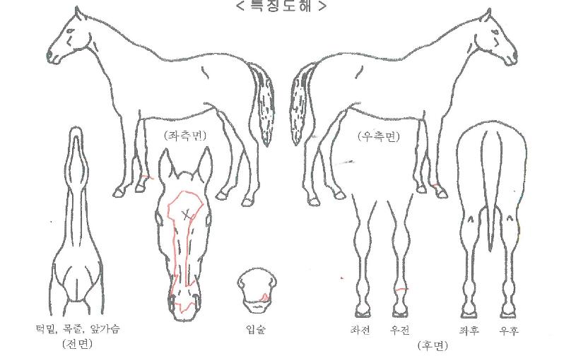 ¸ð½Å³ª°ÀÇ Ãø¸é,¿ì¸é,µÞ¸é,µÎ»ó,´Ù¸®ÀÇ Æ¯Â¡µµÇØ