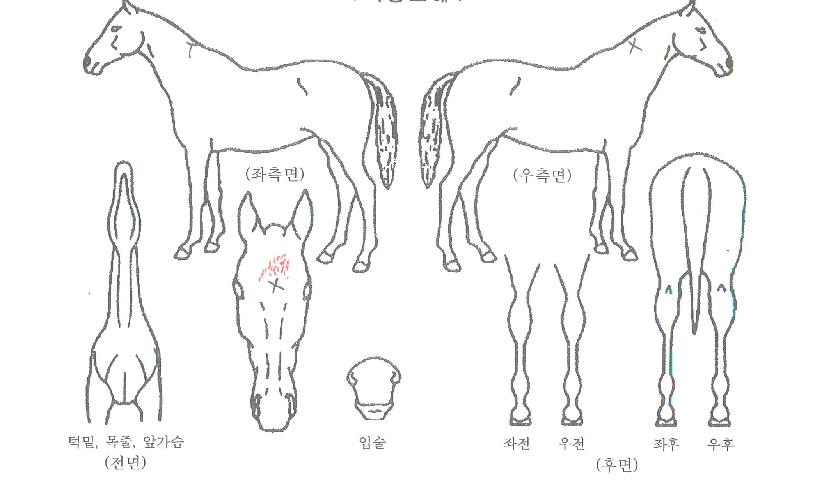 �۽�Ʈ���̵��ڸ��� ����,���,�޸�,�λ�,�ٸ��� Ư¡����