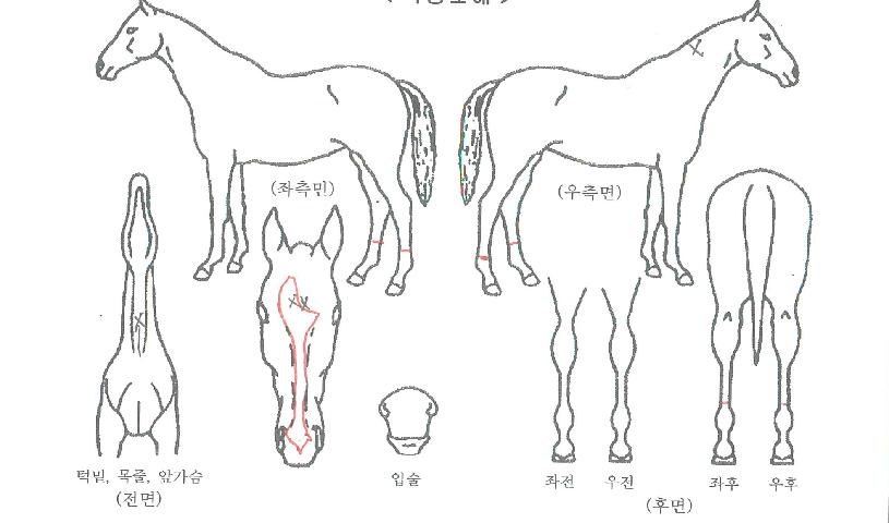 ÅØ»ç½º¸ó½ºÅÍÀÇ Ãø¸é,¿ì¸é,µÞ¸é,µÎ»ó,´Ù¸®ÀÇ Æ¯Â¡µµÇØ