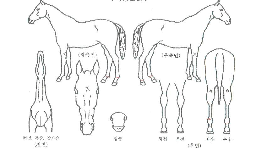 ³»ê½ºÅ¸ÀÇ Ãø¸é,¿ì¸é,µÞ¸é,µÎ»ó,´Ù¸®ÀÇ Æ¯Â¡µµÇØ