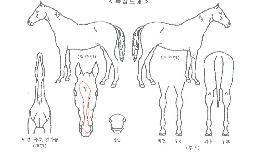 ����Ǯ�����ڸ��� ����,���,�޸�,�λ�,�ٸ��� Ư¡����