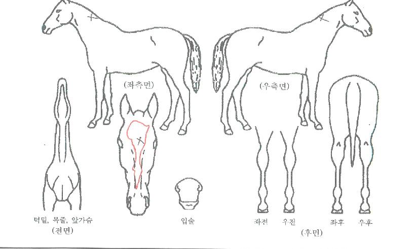 ¿¡À̽º¿ùµåÀÇ Ãø¸é,¿ì¸é,µÞ¸é,µÎ»ó,´Ù¸®ÀÇ Æ¯Â¡µµÇØ