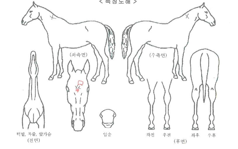 ûȣ������ ����,���,�޸�,�λ�,�ٸ��� Ư¡����