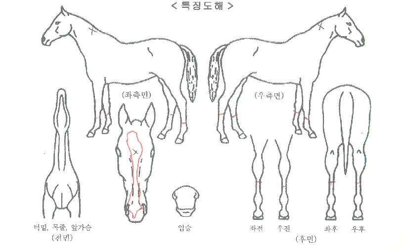 �����弼�����ڸ��� ����,���,�޸�,�λ�,�ٸ��� Ư¡����