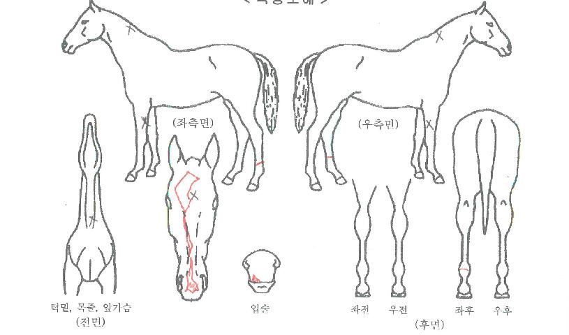 »ö´ÞÆÄÀÌÅÍÀÇ Ãø¸é,¿ì¸é,µÞ¸é,µÎ»ó,´Ù¸®ÀÇ Æ¯Â¡µµÇØ