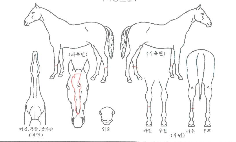 ºí·¢Áö¼öÀÇ Ãø¸é,¿ì¸é,µÞ¸é,µÎ»ó,´Ù¸®ÀÇ Æ¯Â¡µµÇØ