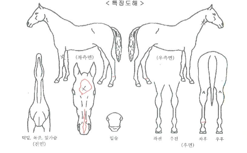 ´õ¿øÀÇ Ãø¸é,¿ì¸é,µÞ¸é,µÎ»ó,´Ù¸®ÀÇ Æ¯Â¡µµÇØ