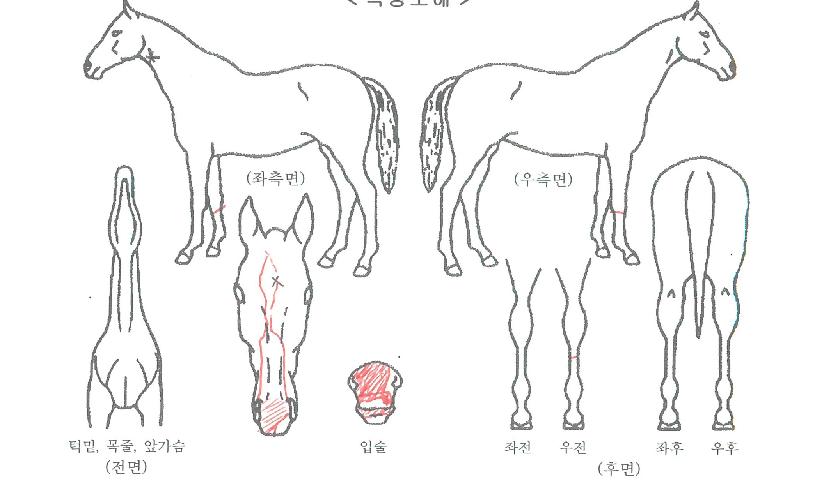 À§´ëÇѼ±ÅÃÀÇ Ãø¸é,¿ì¸é,µÞ¸é,µÎ»ó,´Ù¸®ÀÇ Æ¯Â¡µµÇØ