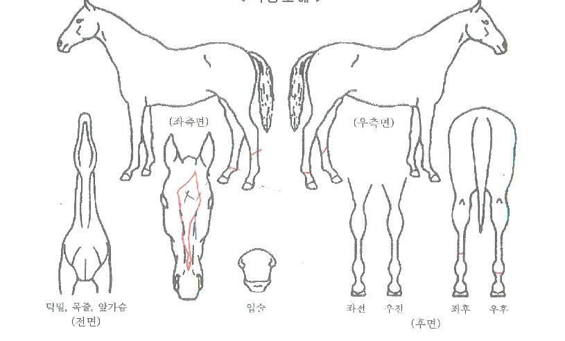 �ô���Ÿ�ڸ��� ����,���,�޸�,�λ�,�ٸ��� Ư¡����