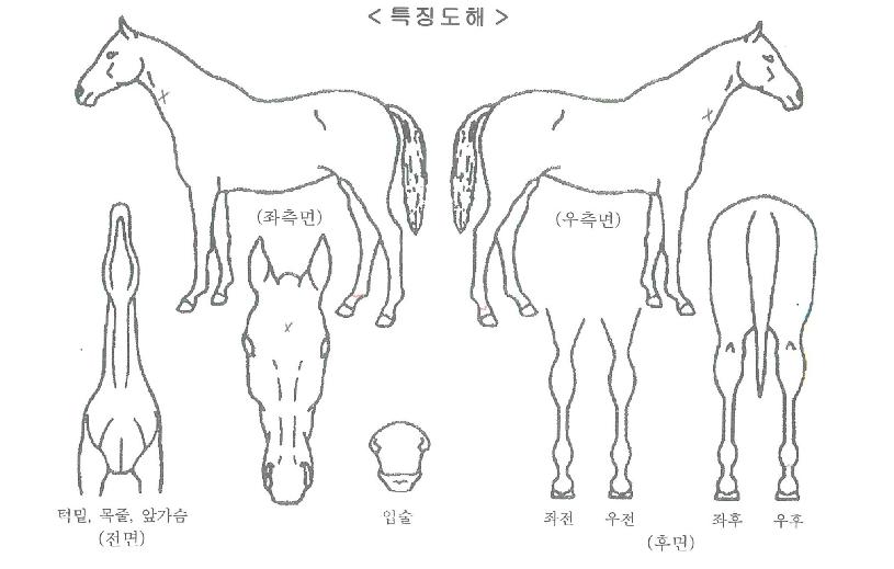 �帲ĳġ�� ����,���,�޸�,�λ�,�ٸ��� Ư¡����