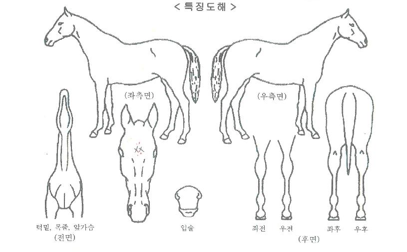 ������̴��ڸ��� ����,���,�޸�,�λ�,�ٸ��� Ư¡����