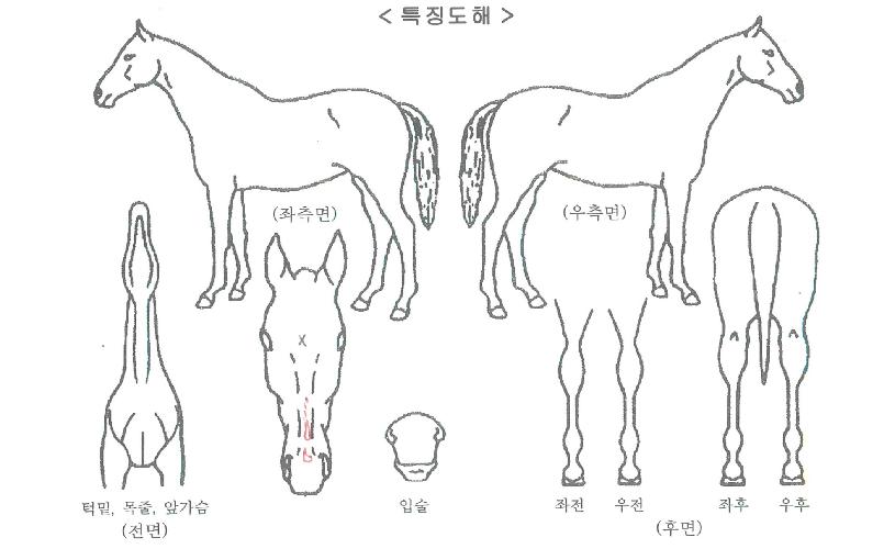 ����ũ���� ����,���,�޸�,�λ�,�ٸ��� Ư¡����