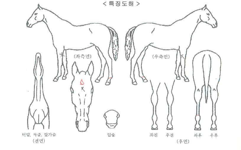 ¿¹´çÀÚ¸¶ÀÇ Ãø¸é,¿ì¸é,µÞ¸é,µÎ»ó,´Ù¸®ÀÇ Æ¯Â¡µµÇØ