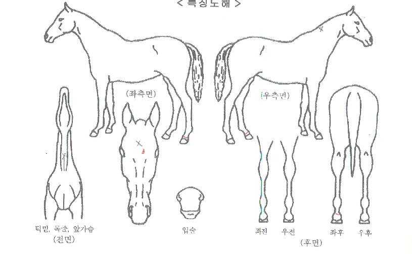 Àεð¾ð·ÏÀÇ Ãø¸é,¿ì¸é,µÞ¸é,µÎ»ó,´Ù¸®ÀÇ Æ¯Â¡µµÇØ