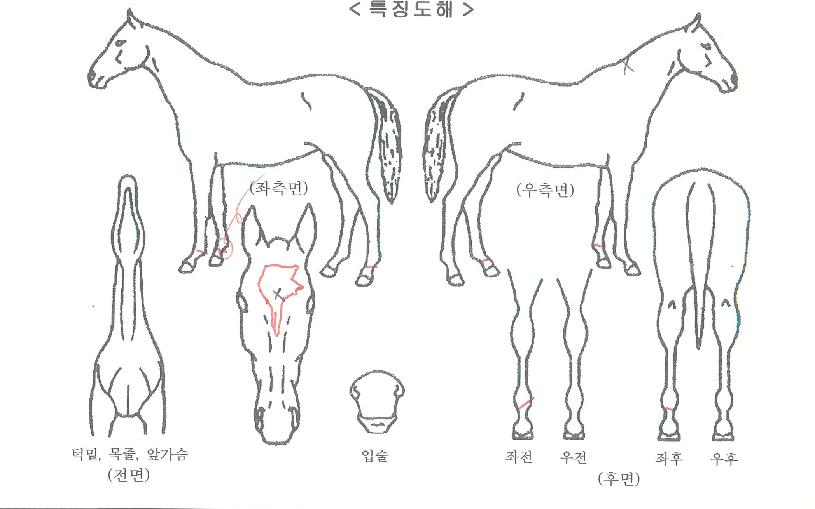 ½ºÀ®¸ÇÀÇ Ãø¸é,¿ì¸é,µÞ¸é,µÎ»ó,´Ù¸®ÀÇ Æ¯Â¡µµÇØ