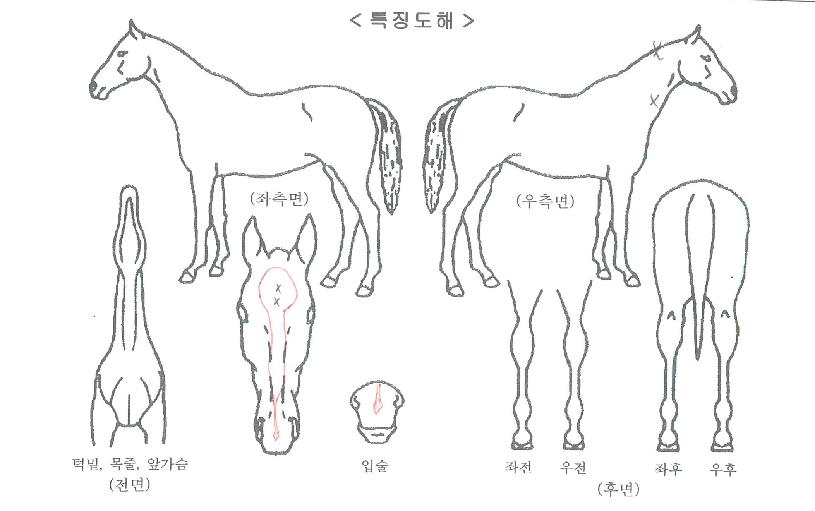 »þÀÌ´×ǻóÀÚ¸¶ÀÇ Ãø¸é,¿ì¸é,µÞ¸é,µÎ»ó,´Ù¸®ÀÇ Æ¯Â¡µµÇØ