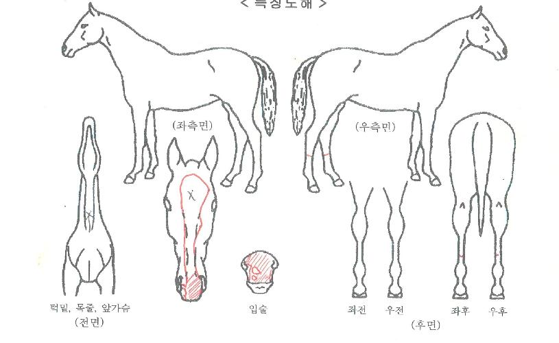 ���ǹ��� ����,���,�޸�,�λ�,�ٸ��� Ư¡����