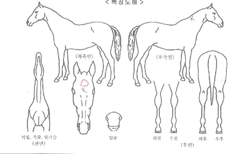 ´ÚÅÍÆä¸£½Ã¾ÆÀÇ Ãø¸é,¿ì¸é,µÞ¸é,µÎ»ó,´Ù¸®ÀÇ Æ¯Â¡µµÇØ