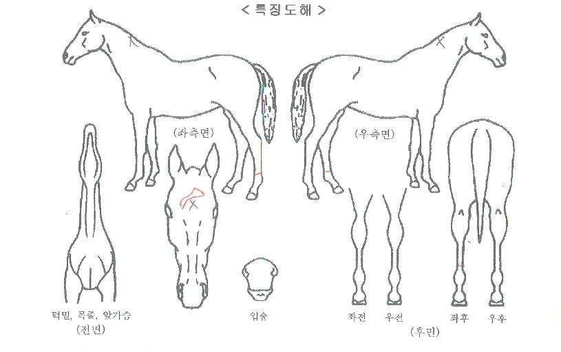 �ٺ��Ǵн��� ����,���,�޸�,�λ�,�ٸ��� Ư¡����