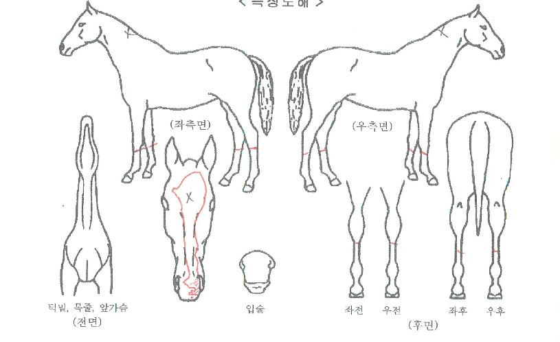 ������ ����,���,�޸�,�λ�,�ٸ��� Ư¡����