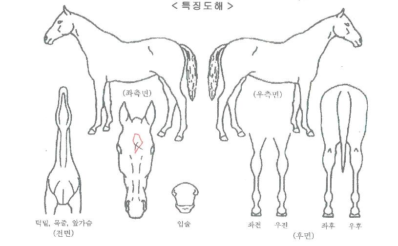 ¾î¸íÀÇ Ãø¸é,¿ì¸é,µÞ¸é,µÎ»ó,´Ù¸®ÀÇ Æ¯Â¡µµÇØ