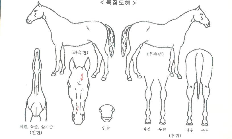 ¹èºíŬ·¡½ÄÀÚ¸¶ÀÇ Ãø¸é,¿ì¸é,µÞ¸é,µÎ»ó,´Ù¸®ÀÇ Æ¯Â¡µµÇØ