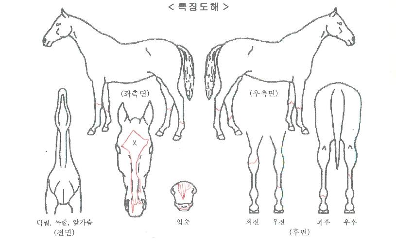 ±Ý¾Æ´ÔºíÀÇ Ãø¸é,¿ì¸é,µÞ¸é,µÎ»ó,´Ù¸®ÀÇ Æ¯Â¡µµÇØ