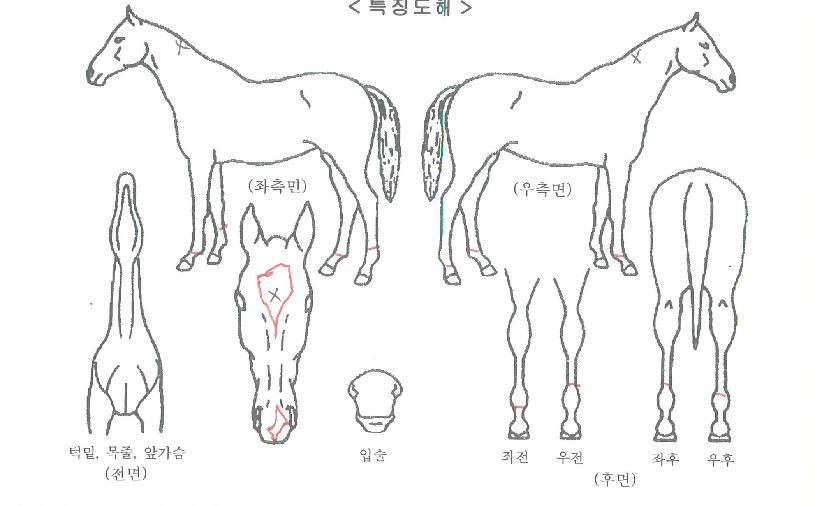 ±ÝÆ÷¿©À屺ÀÚ¸¶ÀÇ Ãø¸é,¿ì¸é,µÞ¸é,µÎ»ó,´Ù¸®ÀÇ Æ¯Â¡µµÇØ