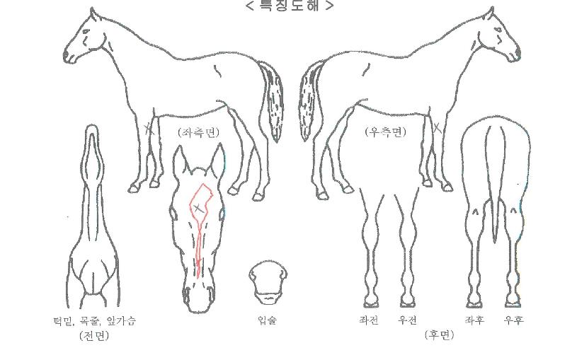 ÆÄ¿ö¹Ú½ºÀÇ Ãø¸é,¿ì¸é,µÞ¸é,µÎ»ó,´Ù¸®ÀÇ Æ¯Â¡µµÇØ