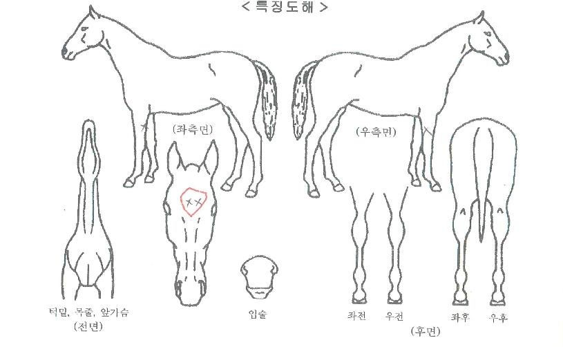 ¿îÁÖ¿À¼ÇÀÇ Ãø¸é,¿ì¸é,µÞ¸é,µÎ»ó,´Ù¸®ÀÇ Æ¯Â¡µµÇØ