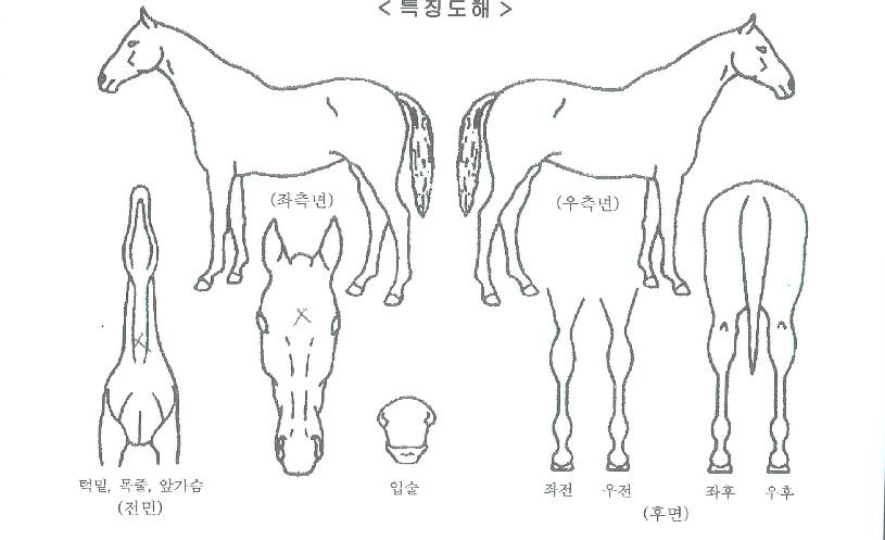 ���̿�����ġ�� ����,���,�޸�,�λ�,�ٸ��� Ư¡����