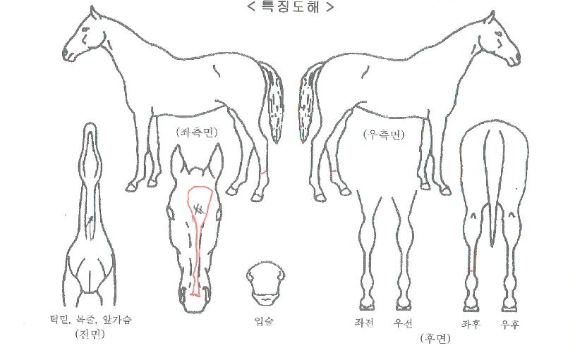 ¾ËÆÄ¼Û´çÀÇ Ãø¸é,¿ì¸é,µÞ¸é,µÎ»ó,´Ù¸®ÀÇ Æ¯Â¡µµÇØ