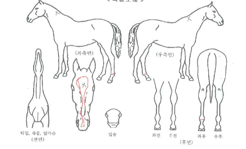 ű�ص巯���� ����,���,�޸�,�λ�,�ٸ��� Ư¡����