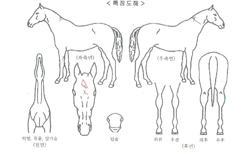 ±×·£µå¼±ÀÇ Ãø¸é,¿ì¸é,µÞ¸é,µÎ»ó,´Ù¸®ÀÇ Æ¯Â¡µµÇØ