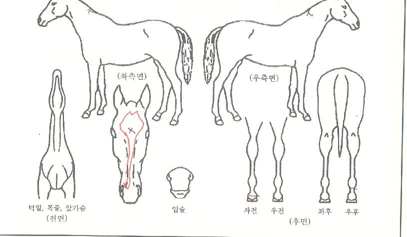 ���������ڸ��� ����,���,�޸�,�λ�,�ٸ��� Ư¡����